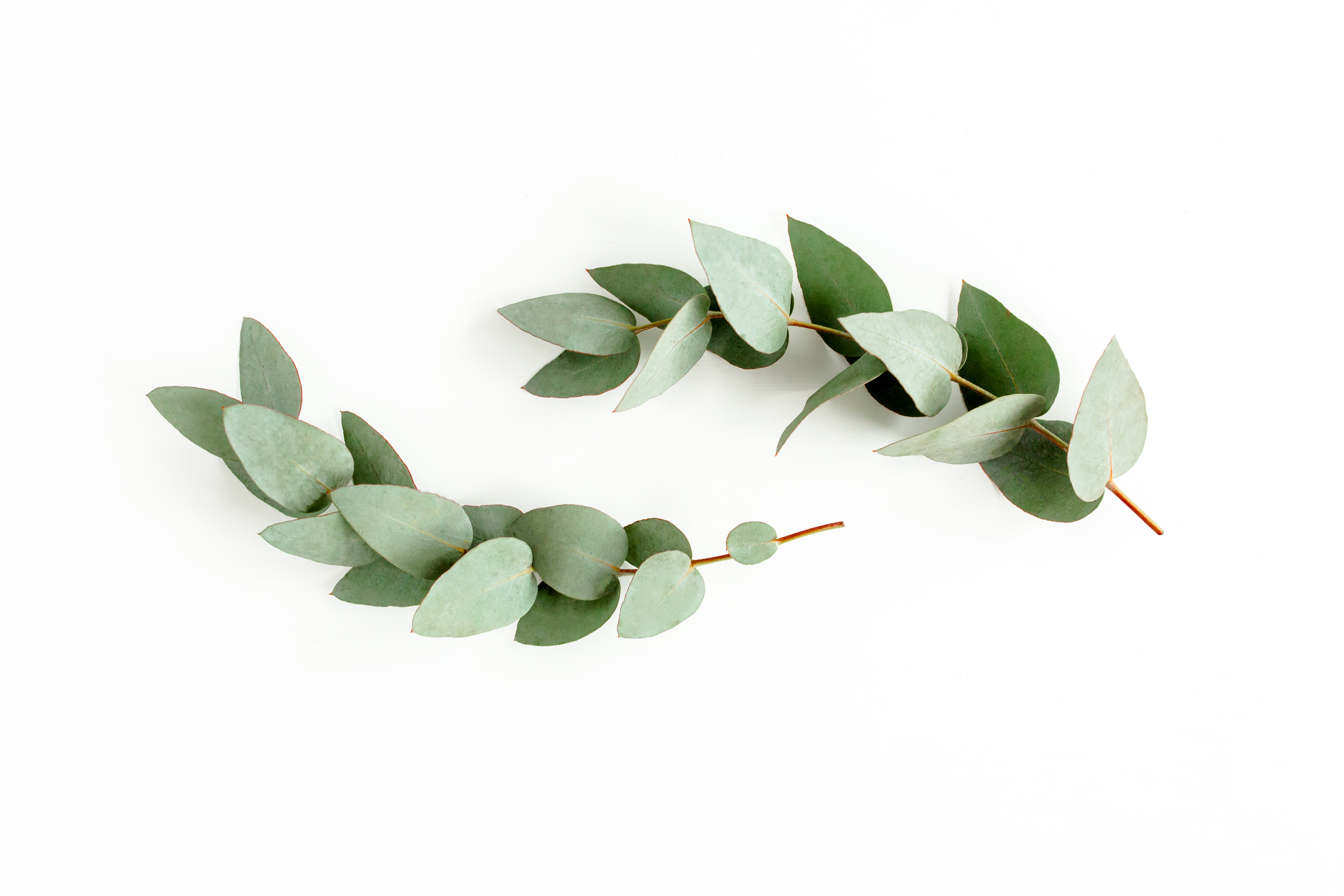 eucalyptus mentholé